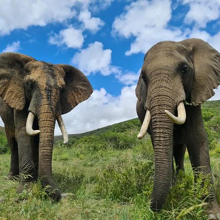 Indalu Game Reserve Boggomsbaai Bagian luar foto