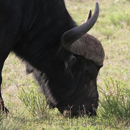 Indalu Game Reserve Boggomsbaai Bagian luar foto