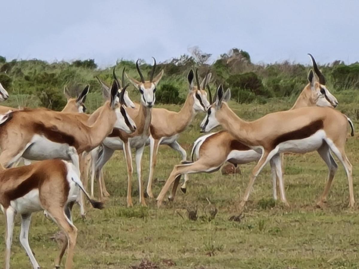 Indalu Game Reserve Boggomsbaai Bagian luar foto