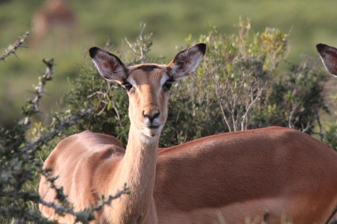 Indalu Game Reserve Boggomsbaai Bagian luar foto