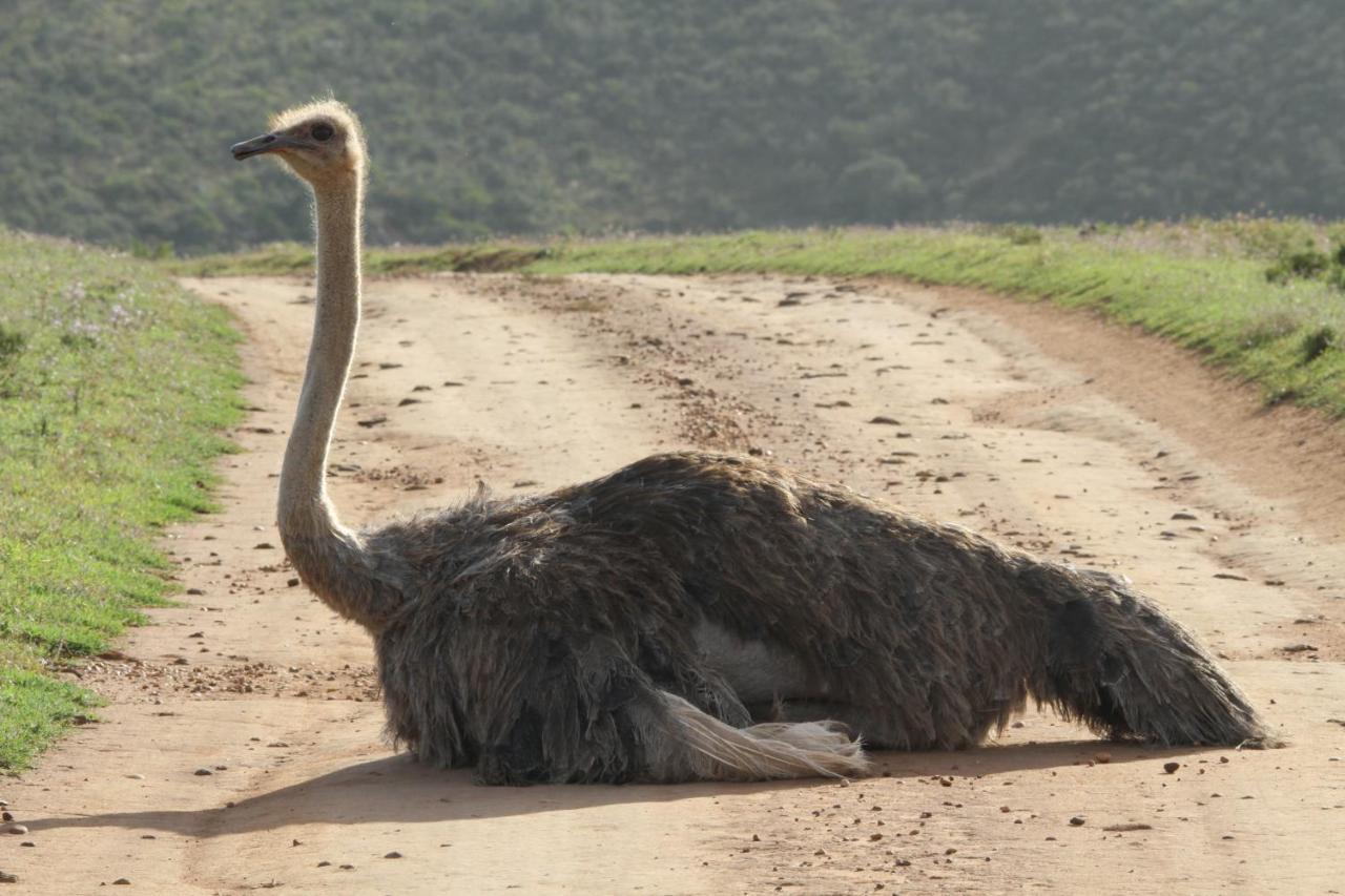 Indalu Game Reserve Boggomsbaai Bagian luar foto