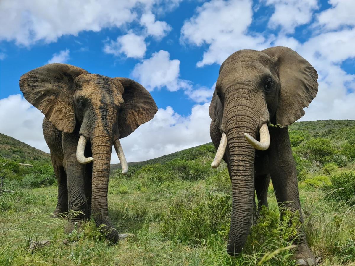Indalu Game Reserve Boggomsbaai Bagian luar foto