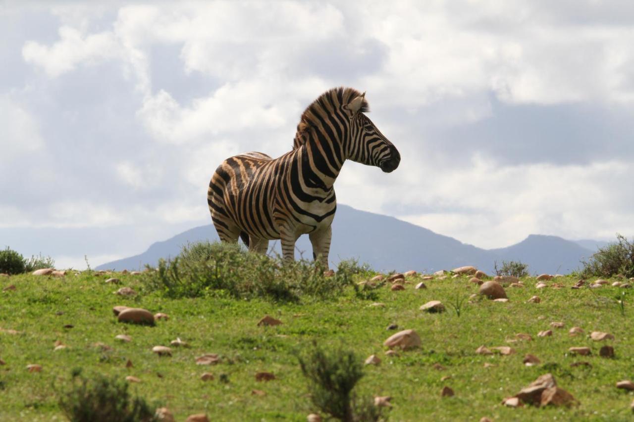 Indalu Game Reserve Boggomsbaai Bagian luar foto