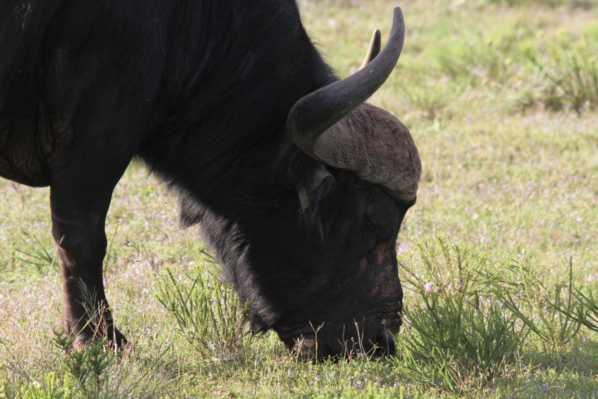 Indalu Game Reserve Boggomsbaai Bagian luar foto