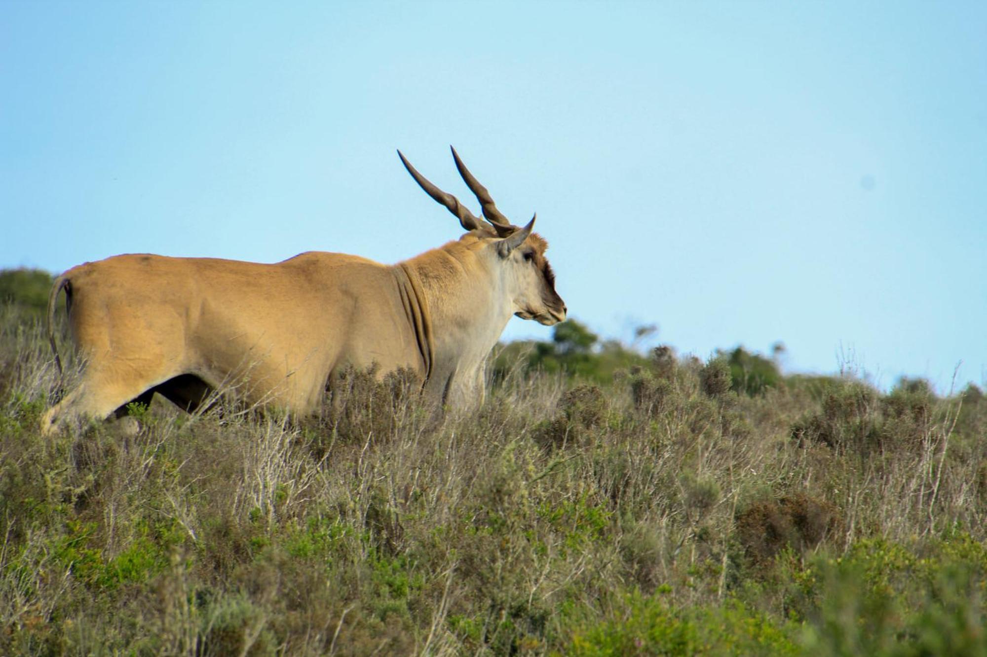Indalu Game Reserve Boggomsbaai Bagian luar foto