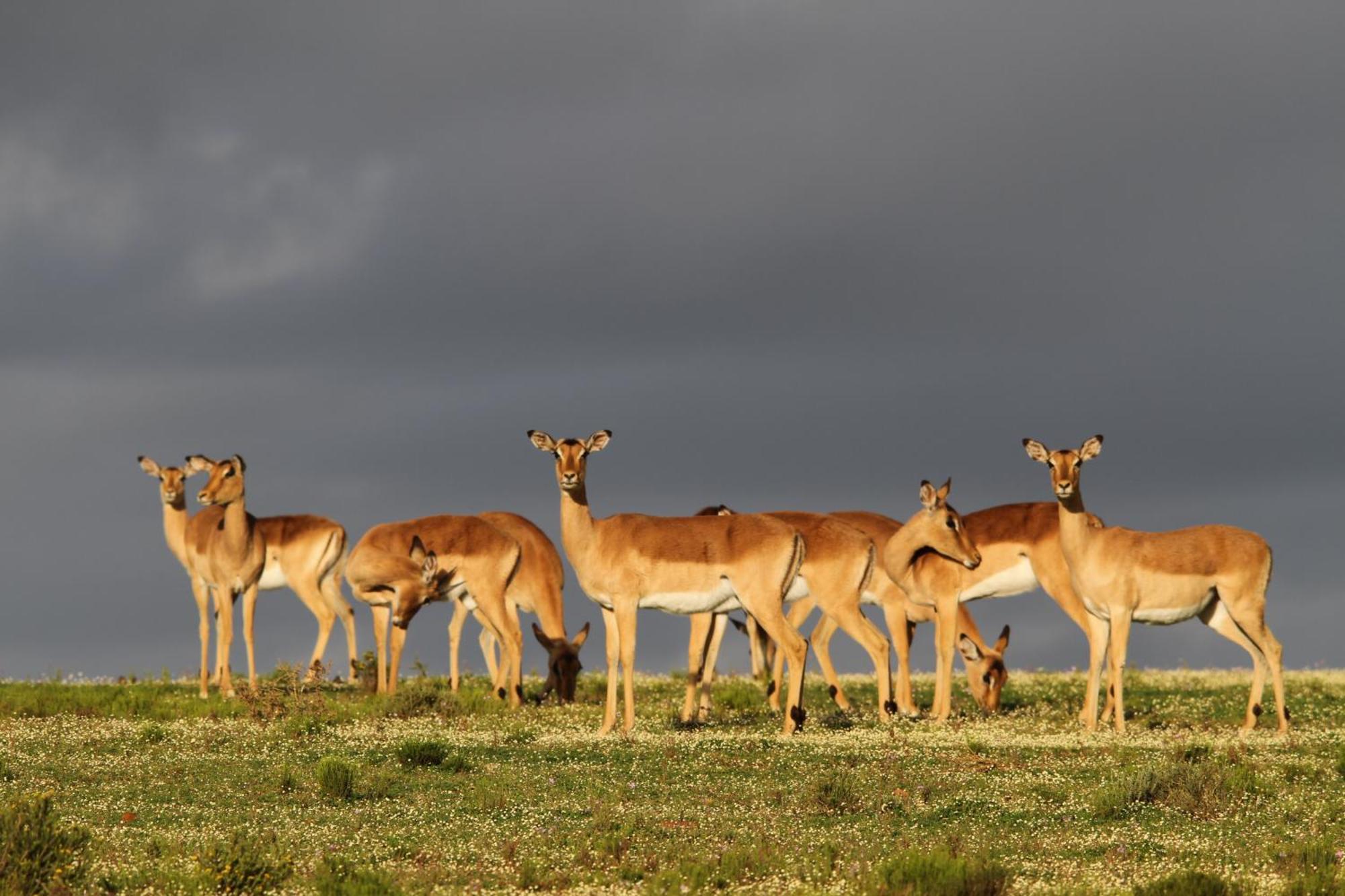 Indalu Game Reserve Boggomsbaai Bagian luar foto