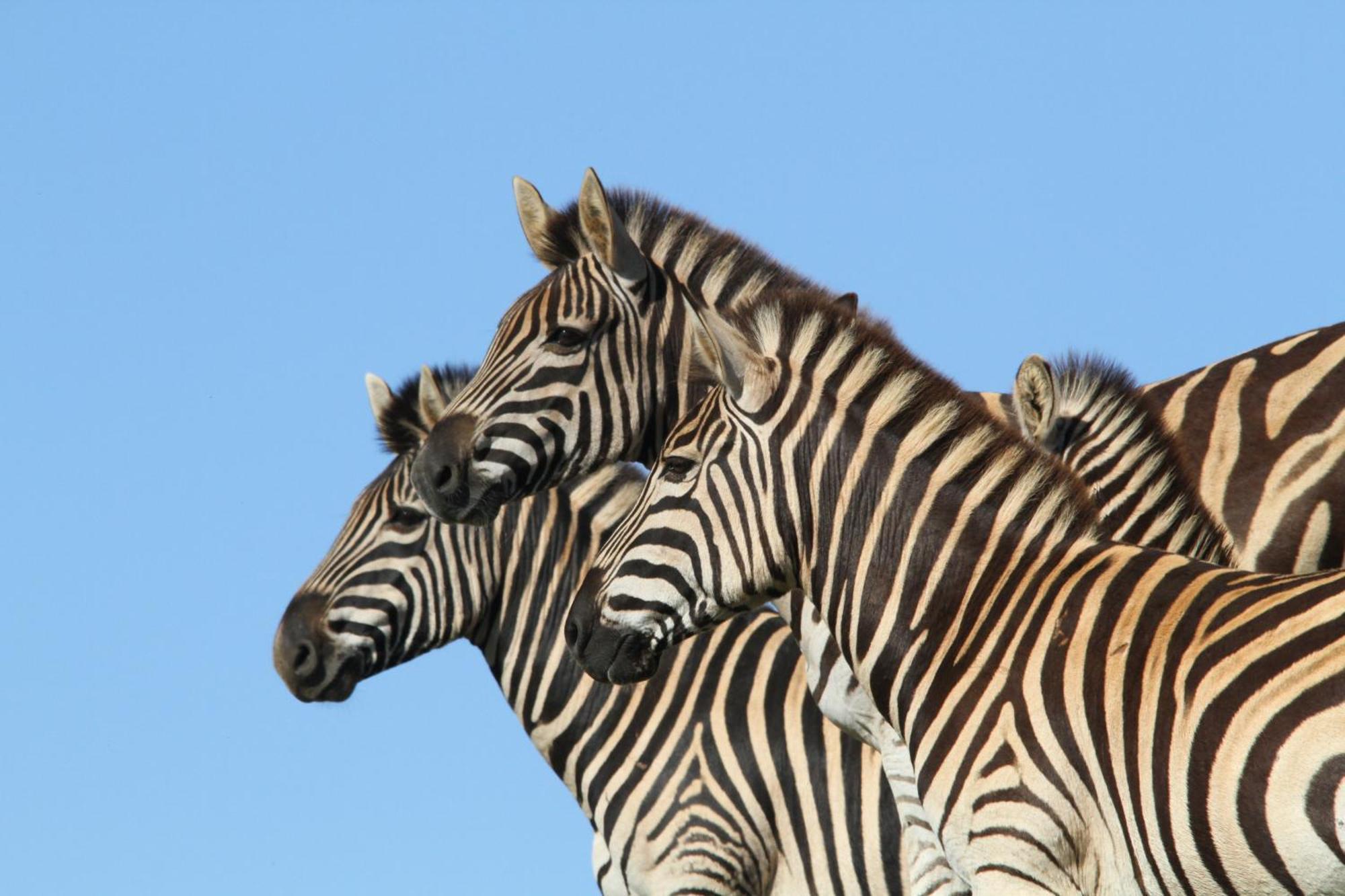 Indalu Game Reserve Boggomsbaai Bagian luar foto