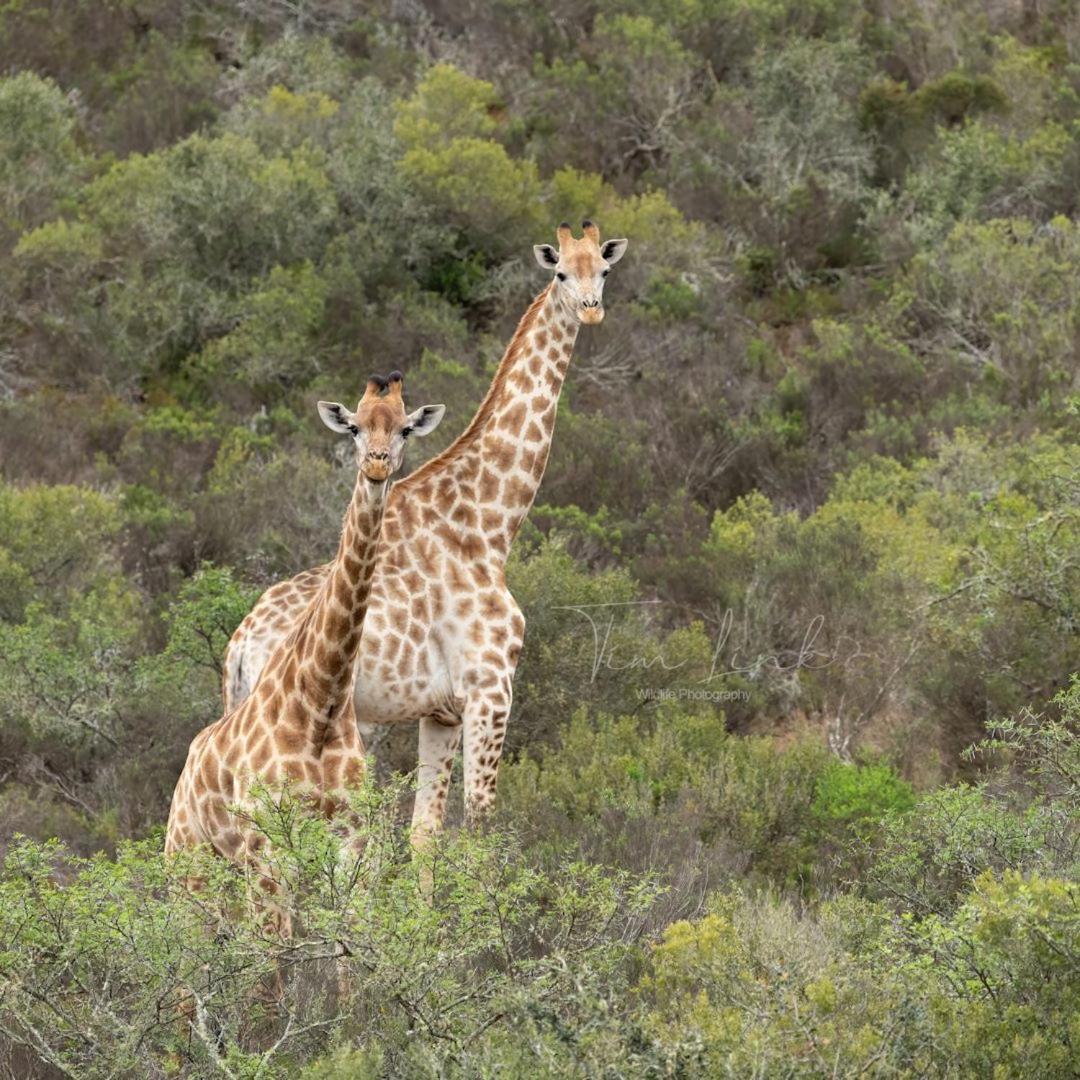 Indalu Game Reserve Boggomsbaai Bagian luar foto
